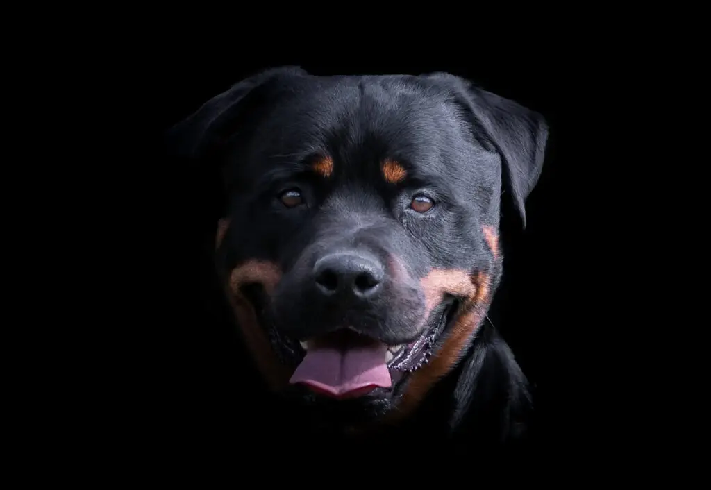 rottweiler loyal paws photography
