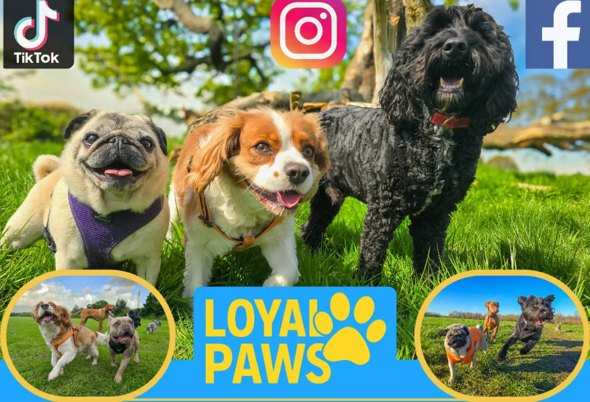 Home 1 loyal paws dog walker in morden cheam and sutton